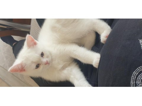 Güzeller Güzeli Maviş Kız Kedimiz