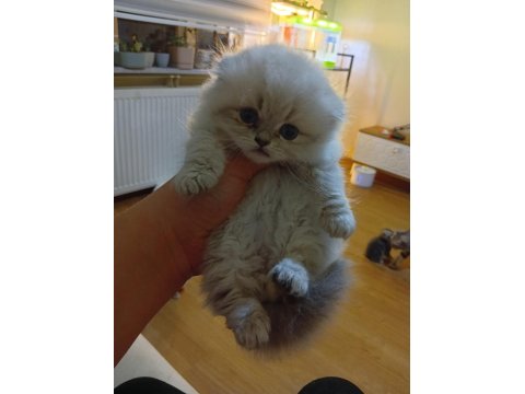 Longhair Ve Shorthair Tabby Yavru Kedilerimiz