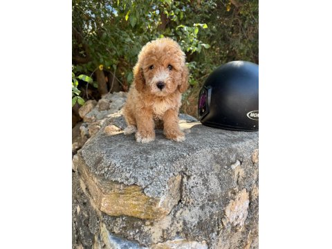 Ruhsatlı İşletmeden Toy Poodle