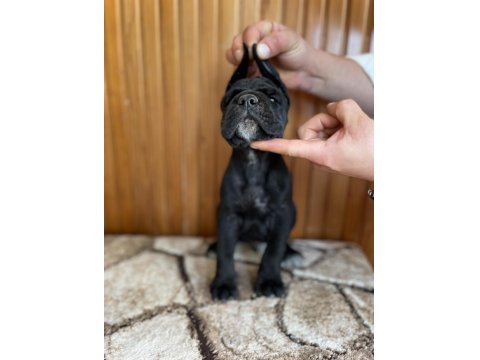 Gerçek Dev Adayları Cane Corso