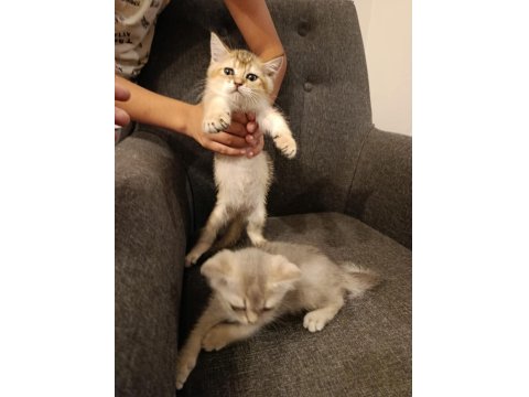 3 Ayrı Anneden British Shorthair Yavruları