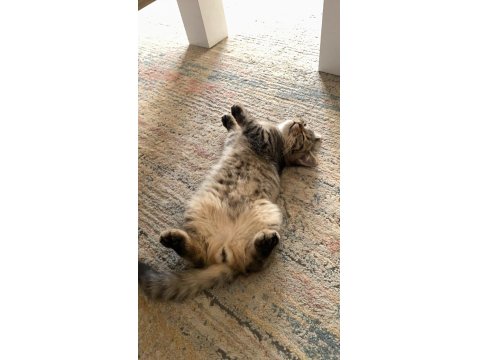 Dost Canlısı Erkek Avrupa Kedisi 6 Aylık