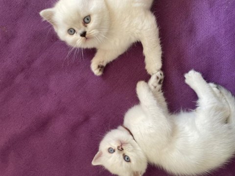 Safkan Beyaz British Sağlıklı Yavrularımız