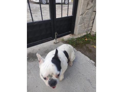 11 Aylık French Bulldog Sahiplendirilecektir