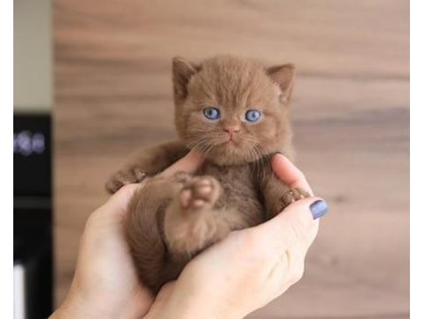 Minik Çikolata Topu Chocolate British Shorthair Yavrumuz