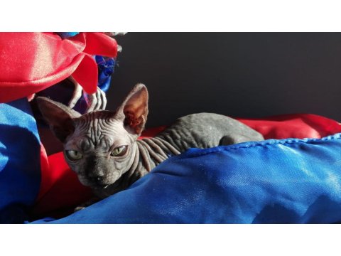 Safkan Sfenks (Yetişkin)