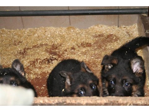 Alman Çoban Köpeği Yavruları