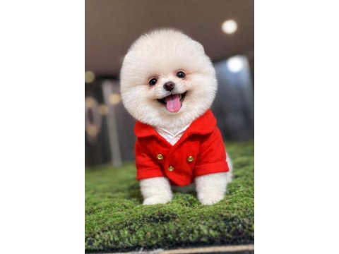 Teacup Boy Teddy Bear Garantili Pomeranian Yavrularım