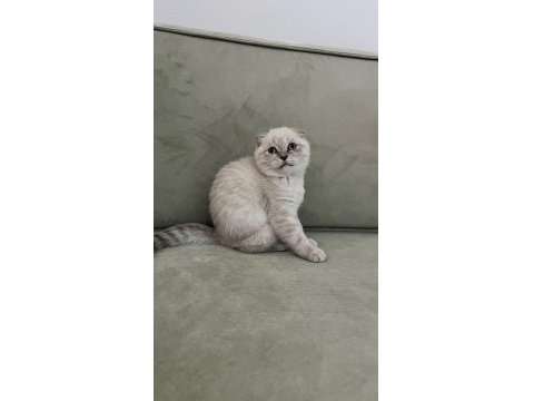Scottish Fold Safkan