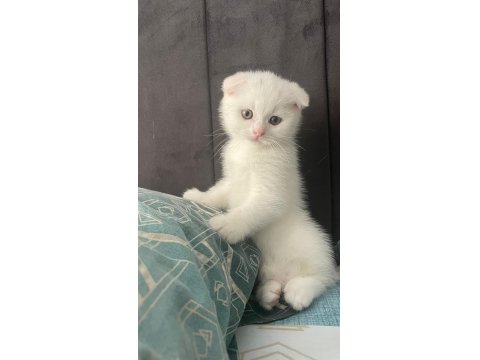 Yavru Scottish Fold