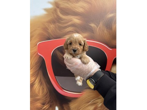 Irk Garantili Maltipoo Yavrularımız