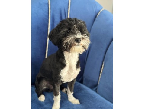 Köpeğimizden Kesinlikle Ücret Talep Edilmeyecek