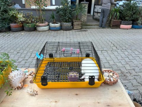 Safkan Evcil Yavru Tavşanlar Her Yere Gönderilir