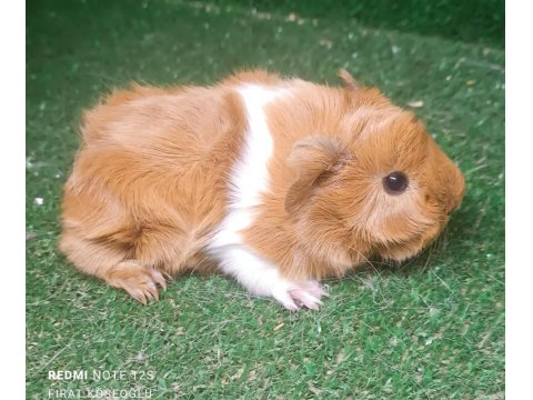 Safkan Üst Kalite Guinea Pig Yavrular