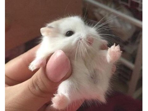Suriye Hamster Yavruları