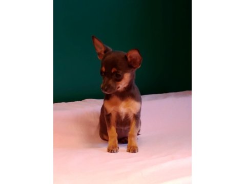 Sıfır Numara Blue Tan Chihuahua Yavrularımız