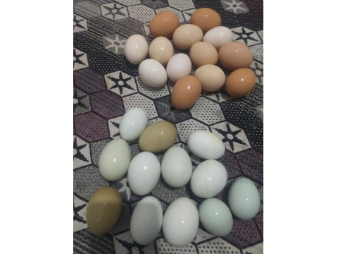 Acil Satılık Tavuklar