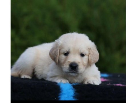 Sevimli Golden Retriever Yavrularımız