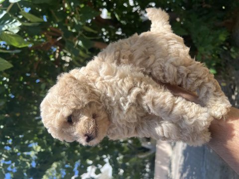 Güzel Maltipoo Yavrularım