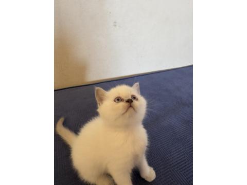 British Shorthair Pamuklarımız Yeni Yuvalarını Arıyor