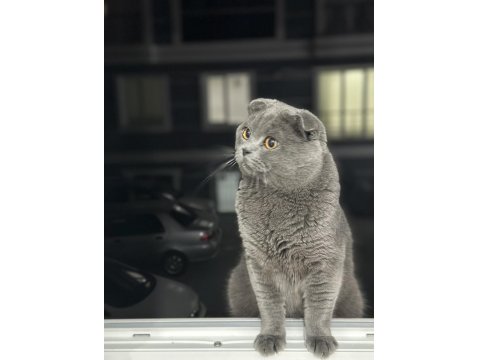 Scottish Fold Oğlum Aileye Verilecek