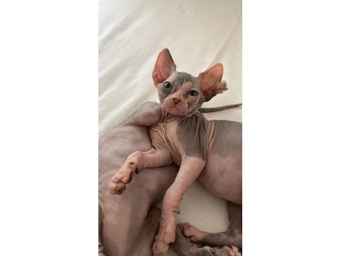 Sfenks Pink And Blue Yavrular