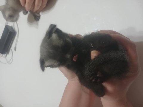 Sahiplendirilecek Kedimiz