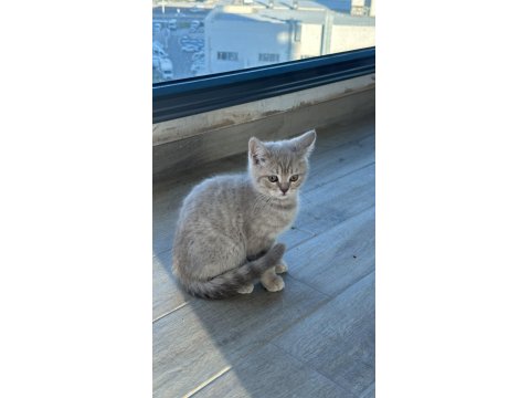 2 Tane Çok Güzel British Kediler Sahiplerini Bekliyor