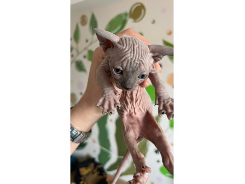 Safkan Kanada Sfenks Yavruları