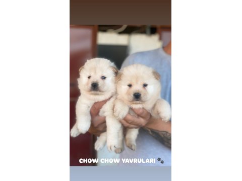 Ayı Surat Chow Chow Yavruları