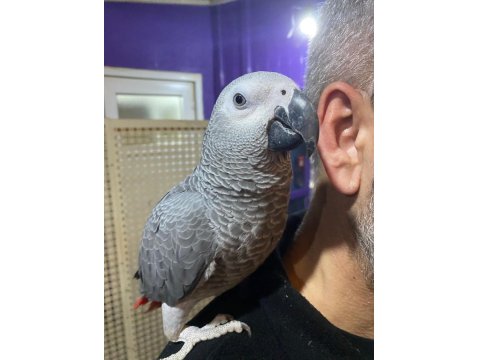 Yakışıklı Jako Oğlum Yeni Ailesini Arıyor