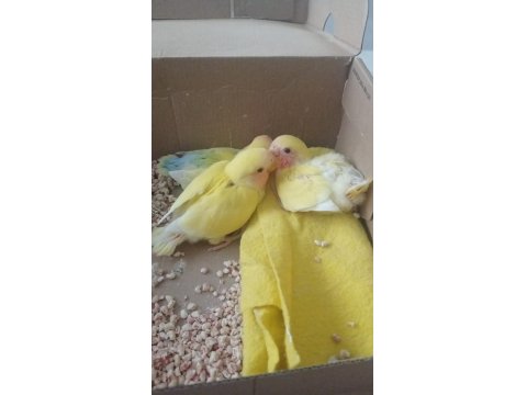 Evde Beslediğim Takım Sevda Ve Yavruları Sahiplerini Arıyor