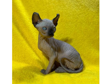 Yurtdışından Özel İstek Üzerine Sfenks