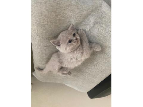 Mavi Gözlü Orjinal British Yavru Bebekler