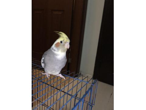 Çift Sultan Papağanımız