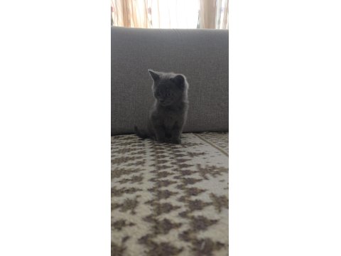 İki Buçuk Aylık Dişi Ve Erkek Yavru Kedimiz