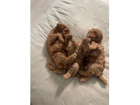 54 Günlük Toy Poodle Yavrularım Son 1 Dişi Kaldı
