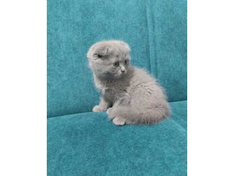 Scottish Fold Yavruları Teslime Hazır
