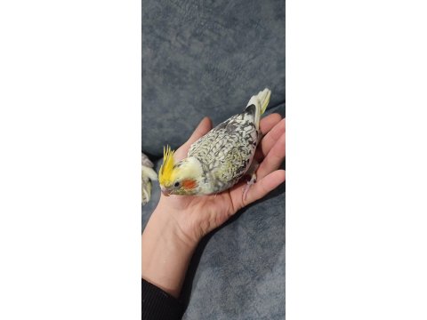 Uysal Oyuncu Sultan Papağanı Bebekler