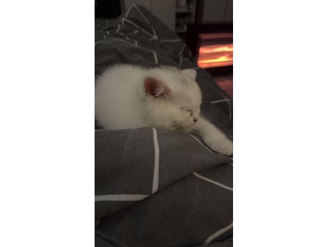 Eğitimleri Tam Sevecen Bir Minnoş Kedimiz