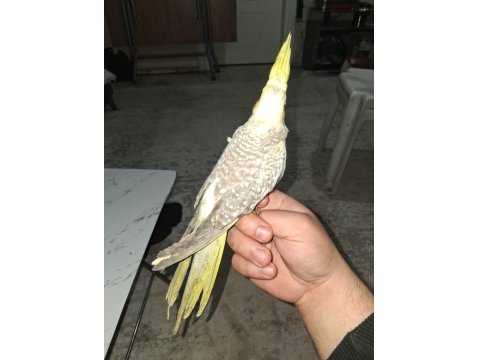 2 Aylık Yeni Yeme Düşen Sultan Papağanı