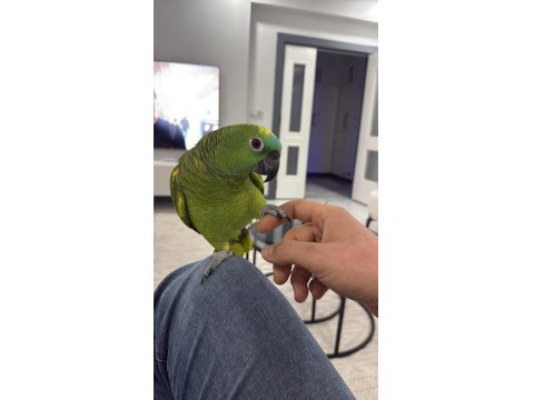 Konuşan Gülen Amazon Papağanı Blue Front