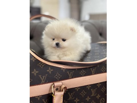 Orjinal Erkek Teacup Pomeranian