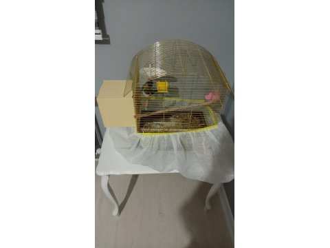 Yavru Alınmış Gökkuşağı İspinozları