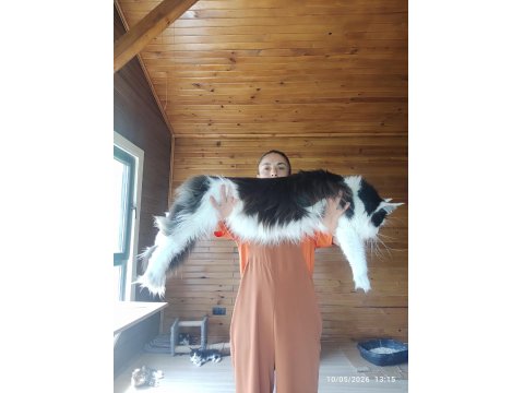 Tüm Aşı Ve Belgeleri İle Eksiksiz Dernek Kayıtlı Şecereli Maine Coon