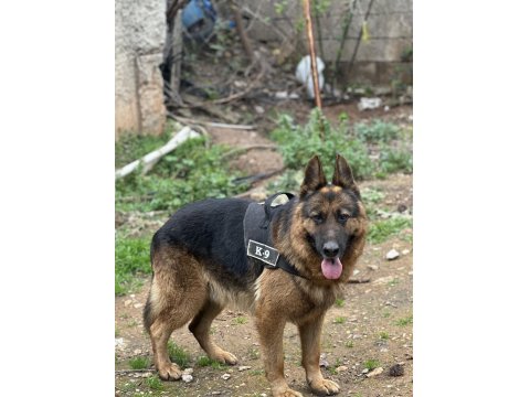 Erkek Alman Kurdu - Detay İçin Yaz