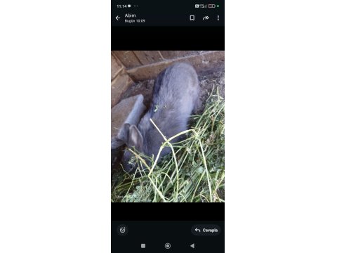 Bir Dişi Ve Bir Erkek Eşli Tavşanlar Sahiplendirilecektir