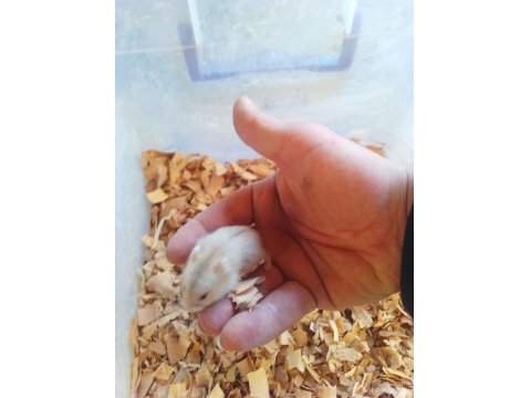 Yavru Gonzales Hamster