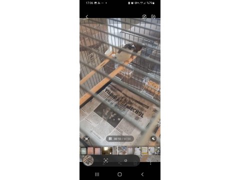 Damızlık Yumurtalı Bengay