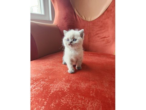 British Shorthair Blue Point